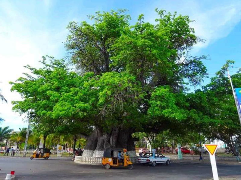 Sacred_Tree_Hell-Ville_Nosy-Be_Madagascar