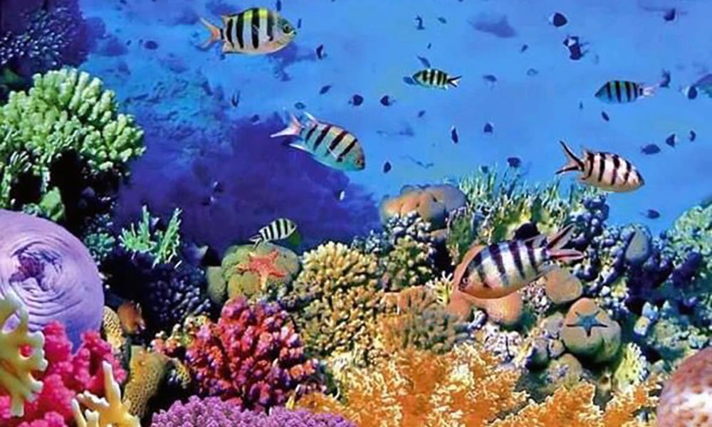 Nosy_Tanikley_Diving_Rich_Bio_Diversity