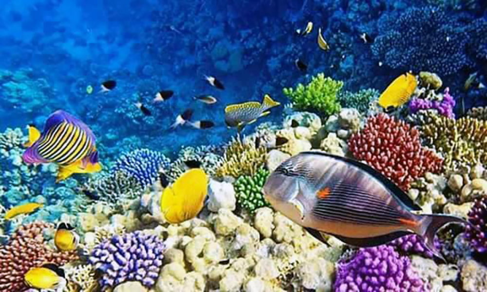 Nosy_Tanikley_Diving_Rich_Biodiversity_in_The_Ocean