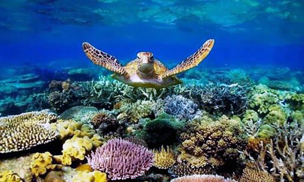 Nosy_Tanikley_Diving_With_Turtles