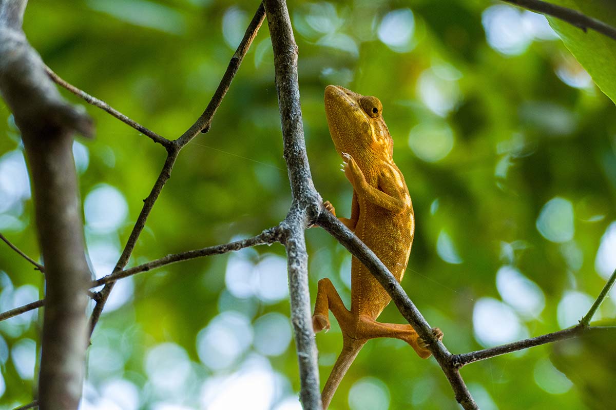 Parsons Chameleon, Nosy-Be, Nosy Komba, Madagascar